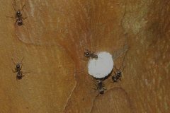 Dolichoderus thoracicus