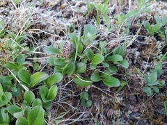 Salix stolonifera