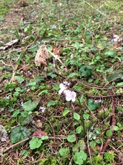 Veronica regina-nivalis