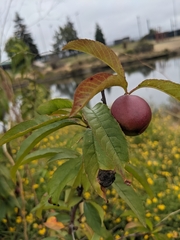 Prunus persica nucipersica