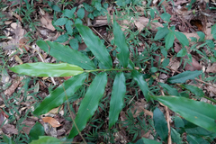 Alpinia arundelliana