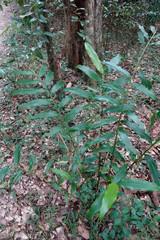Alpinia arundelliana