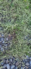 Galium humifusum