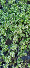 Galium humifusum