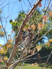 Macromia magnifica