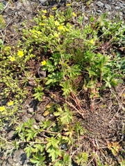 Potentilla tobolensis
