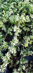 Galium humifusum