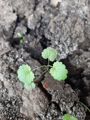 Glechoma hederacea