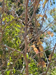 Macromia magnifica