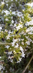 Galium humifusum