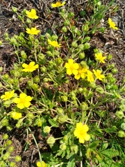 Potentilla tobolensis