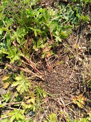 Potentilla tobolensis