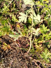 Potentilla tobolensis