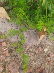 Galium mollugo