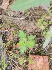Artemisia vulgaris