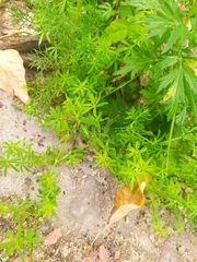 Galium mollugo