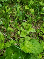 Pectiantia pentandra