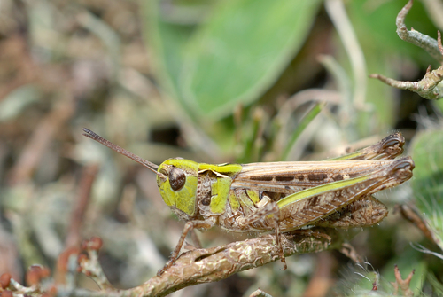 Mottled Grasshopper