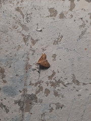 Udea fulvalis