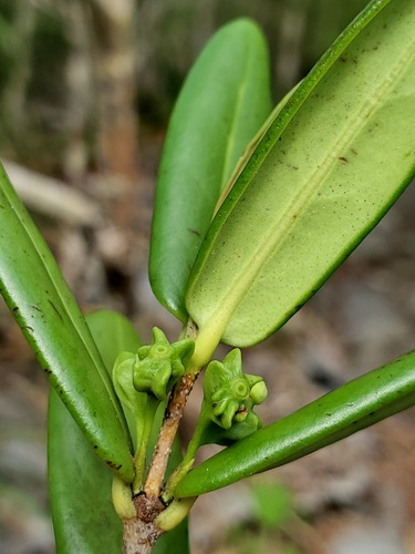 Pyrostria oleifolia image