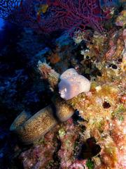 Gymnothorax thyrsoideus