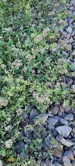 Cynanchum acutum