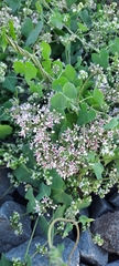 Cynanchum acutum