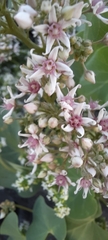 Cynanchum acutum