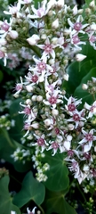 Cynanchum acutum