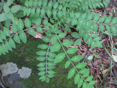 Zanthoxylum piperitum