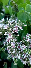 Cynanchum acutum