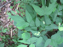 Hylodesmum podocarpum oxyphyllum
