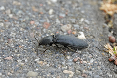 Melanotus punctolineatus