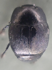 Hypocaccus bigemmeus