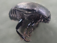 Hypocaccus bigemmeus