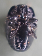Hypocaccus bigemmeus