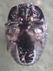 Hypocaccus bigemmeus