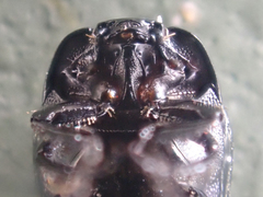 Hypocaccus bigemmeus