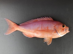Long-Finned Perch photo 4