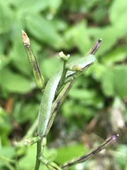 Anthocharis cardamines