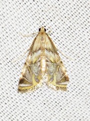 Eoophyla belladotae