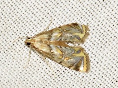 Eoophyla belladotae