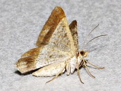 Isturgia deerraria