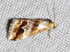 Eublemma ornatula
