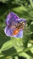 Epeoloides coecutiens