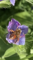 Epeoloides coecutiens