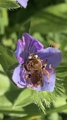 Epeoloides coecutiens