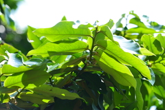 Diospyros blancoi