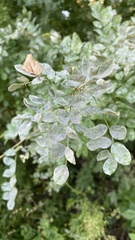 Erysiphe palczewskii