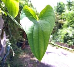 Dioscorea alata